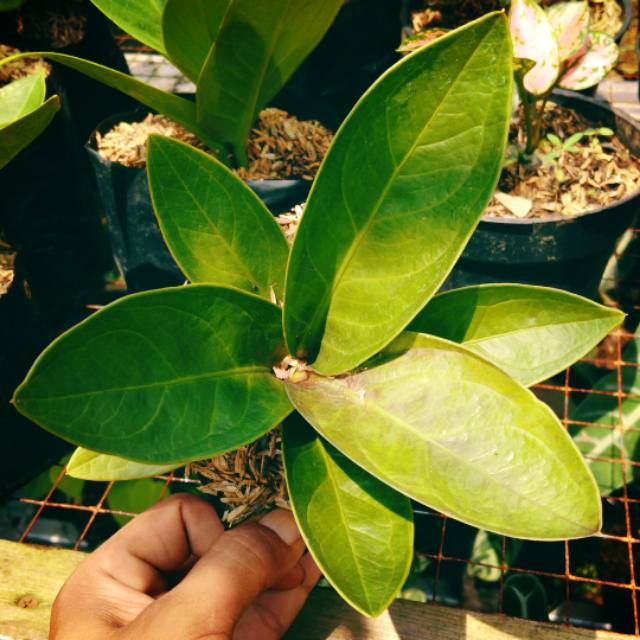 Bibit antharium jemani mangkok