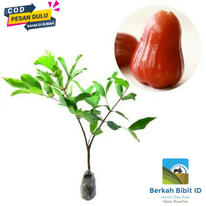 

Promo Murah Jambu air madu delli merah