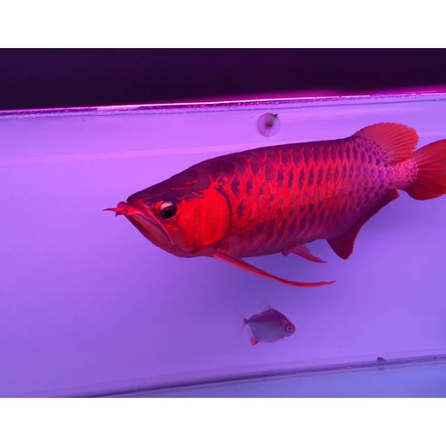 Arwana Super Red