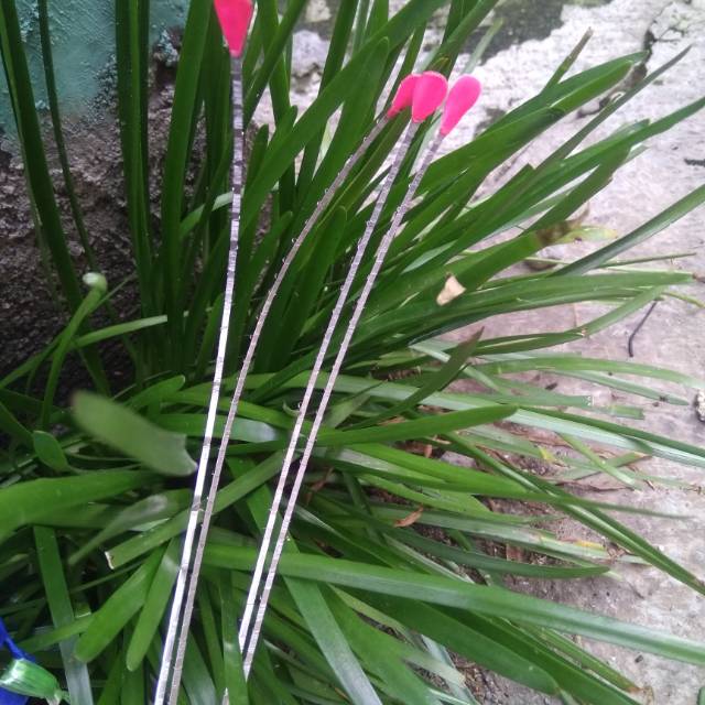 Entul Pancing Bahan wiper/Kawat  baja untuk ujung joran