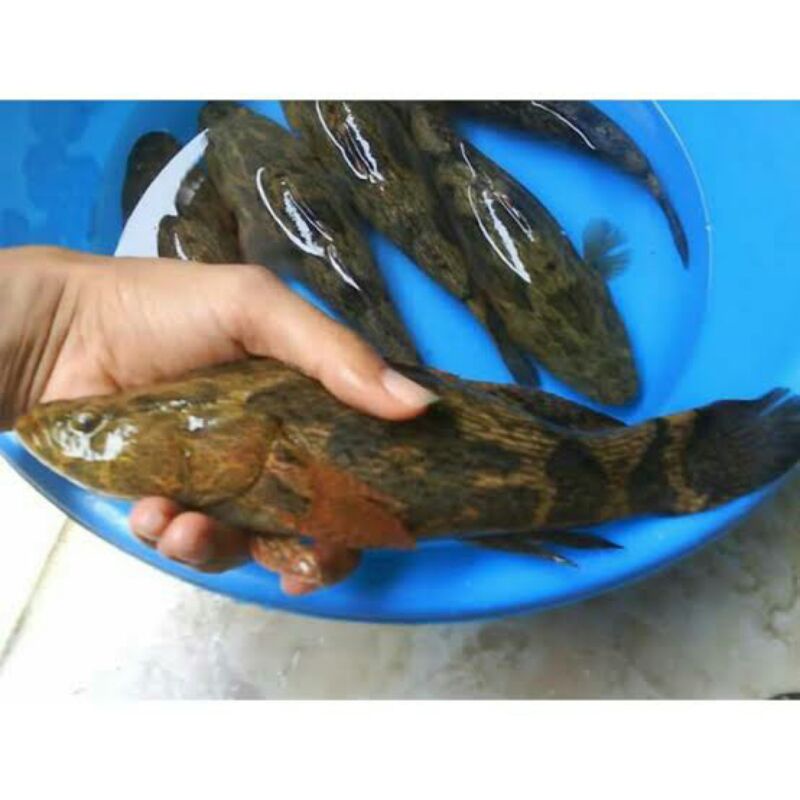 Ikan Indosiar (cimonong) salai /diasap khas danau maninjau
