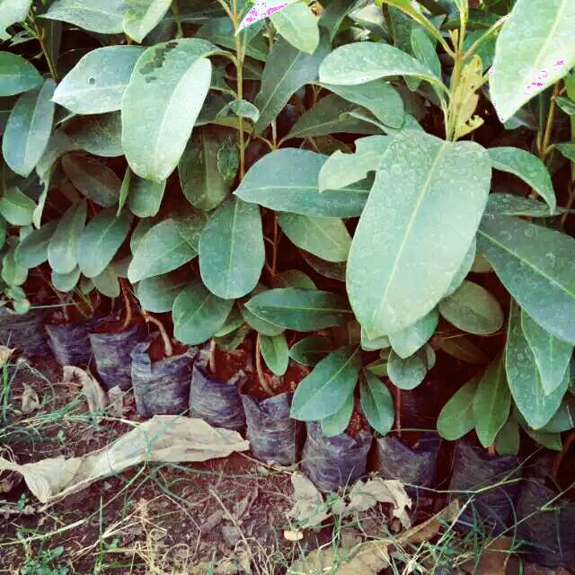 Bibit Juwet  Bibit Buah Jamblang