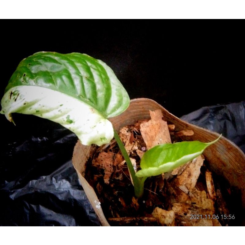 baby homalomena sp varigata/schismatoglotis varigata