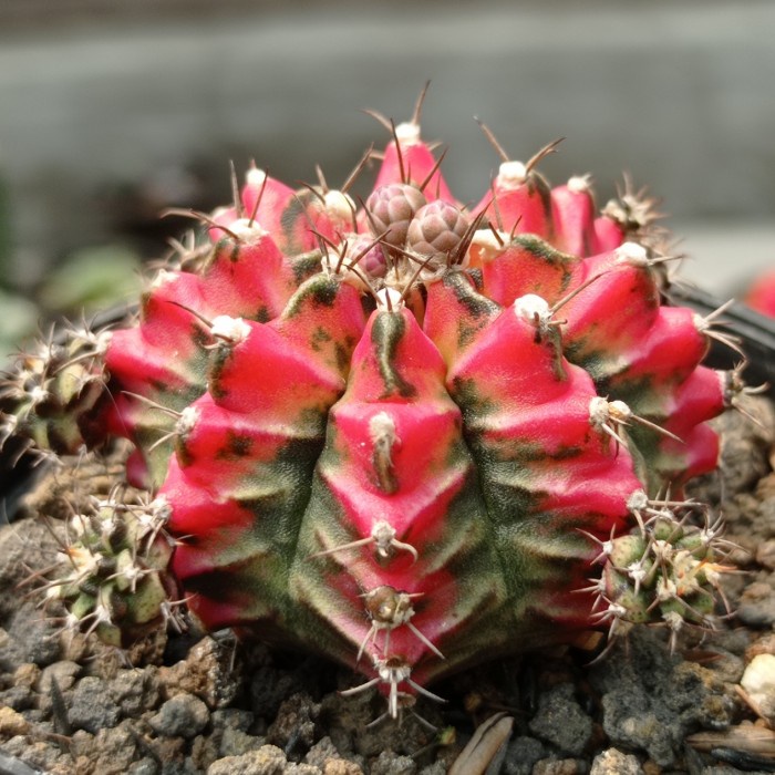 gymnocalycium multicolor premium