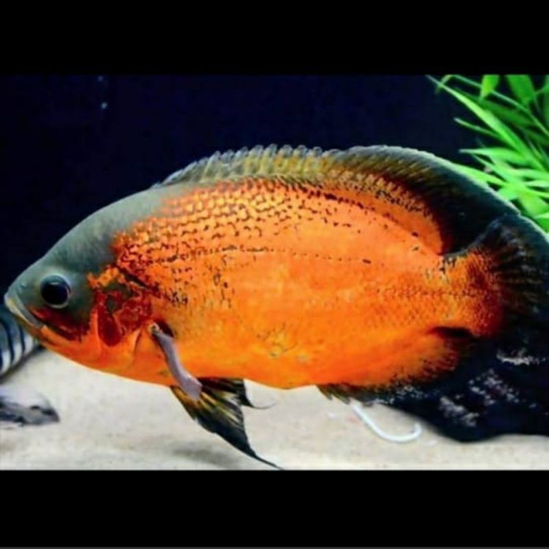 Oscar Paris Red Black Import Ocellatus Astronatus