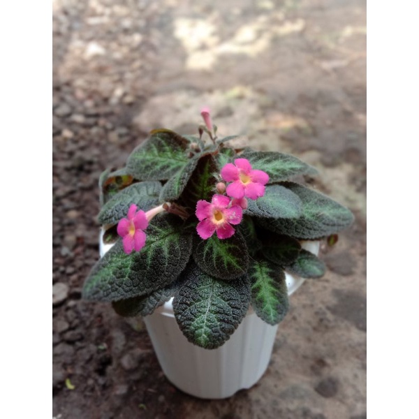 Episcia Pink panther