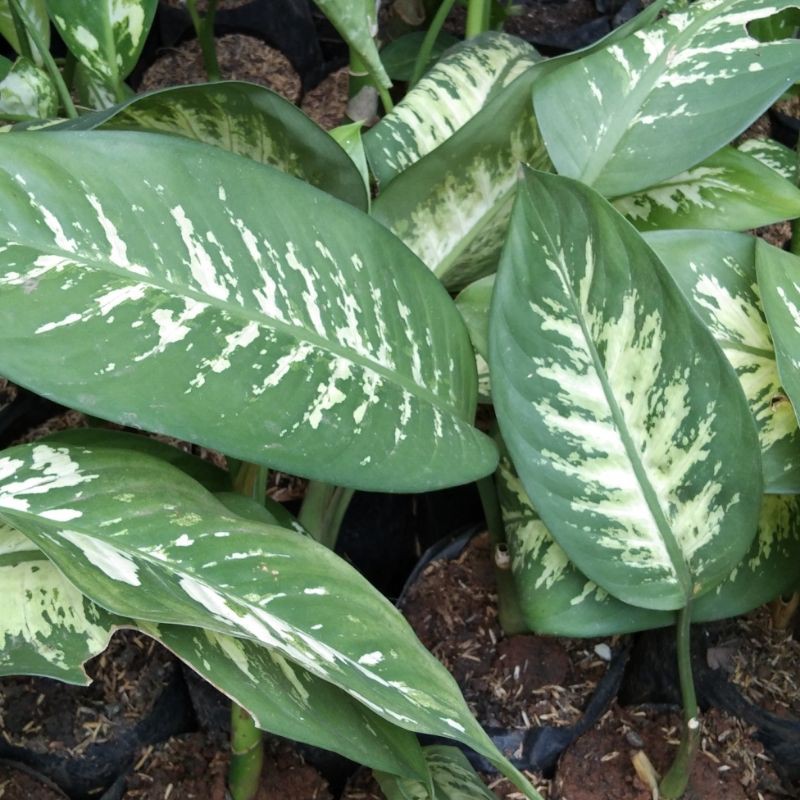 Aglonema Blanceng