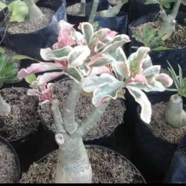 TANAMAN adenium - Kamboja jepang varigata