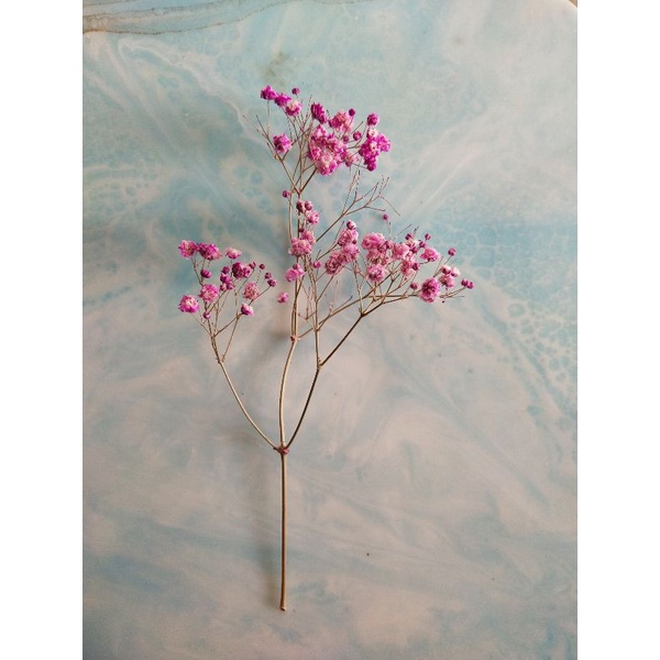 Baby Breath Dried Ecer Eceran / Baby's Breath Dried Flower