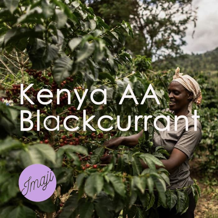 

Kopi Arabica Kenya AA Blackcurrant 200g- by IMAJI KOPI