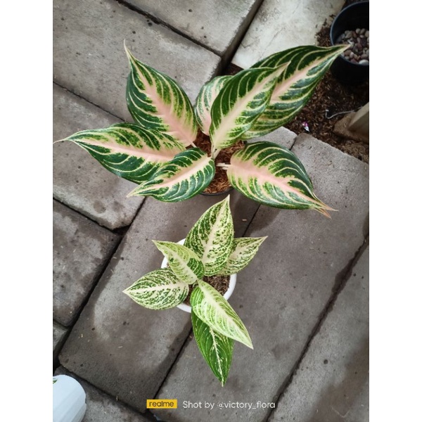Aglonema pink sunset dan legacy white