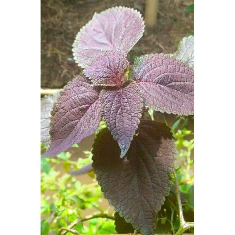 

DAUN herbal/daun JAWER KOTOK DAUN HERBAL ALAMI