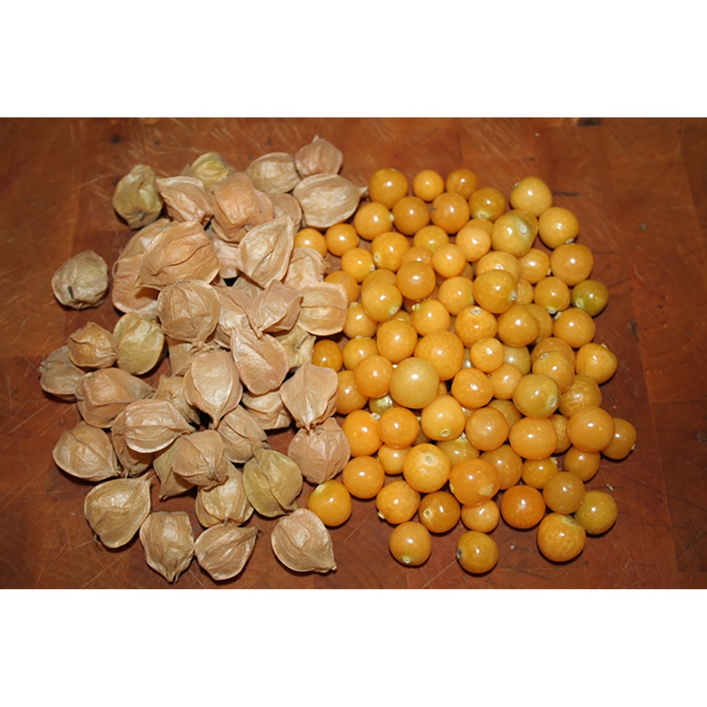 Benih-Bibit Ciplukan Kuning Ground Cherry (Haira Seed)