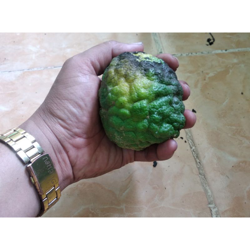 jeruk purut/buah jeruk purut