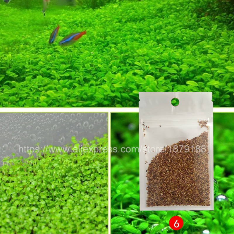 Bibit Rumput Air Dekorasi Aquarium Landscape Ornament Love Grass