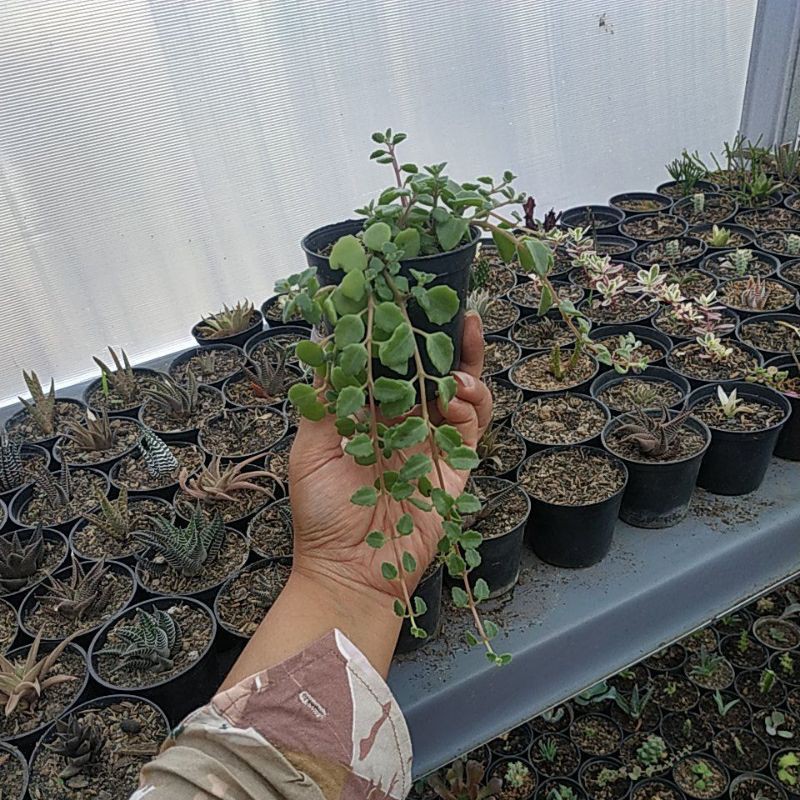 Sukulen bunga gantung