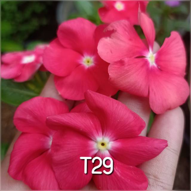 Benih vinca tegak t29.vinca.benih vinca grosir.vinca tegak.bunga vinca tegak.biji bungavincategak.be