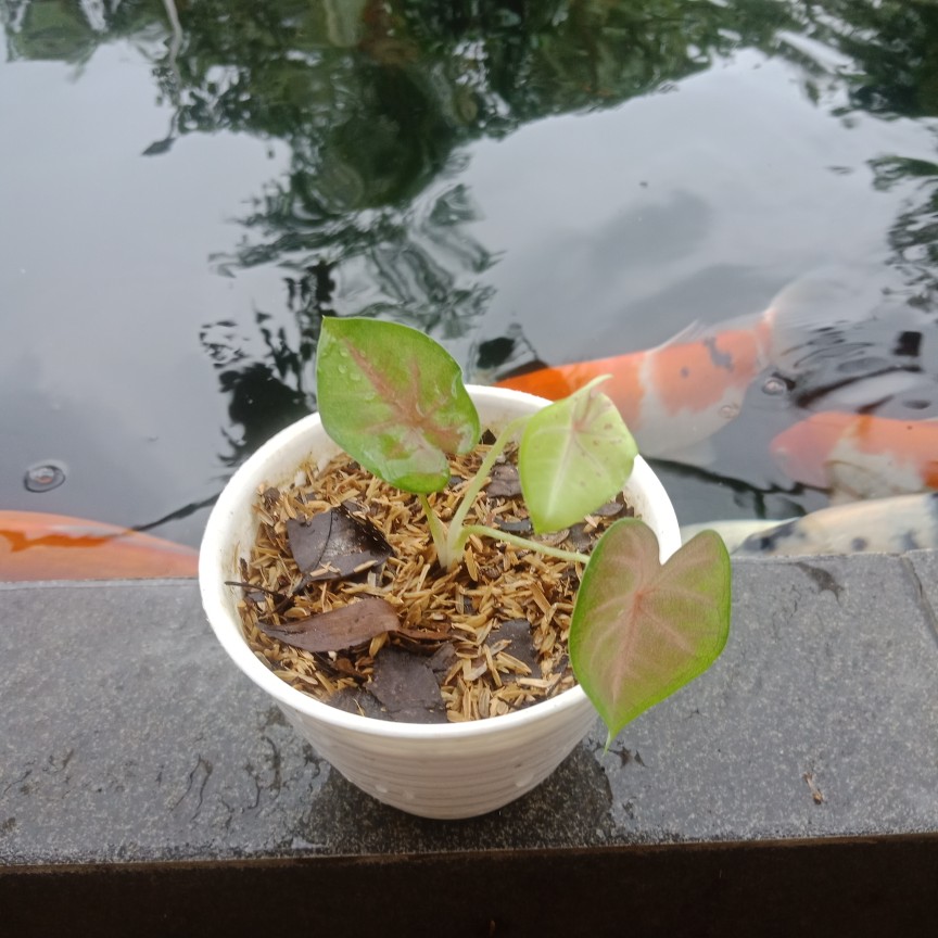 Keladi/caladium Sexy Pink