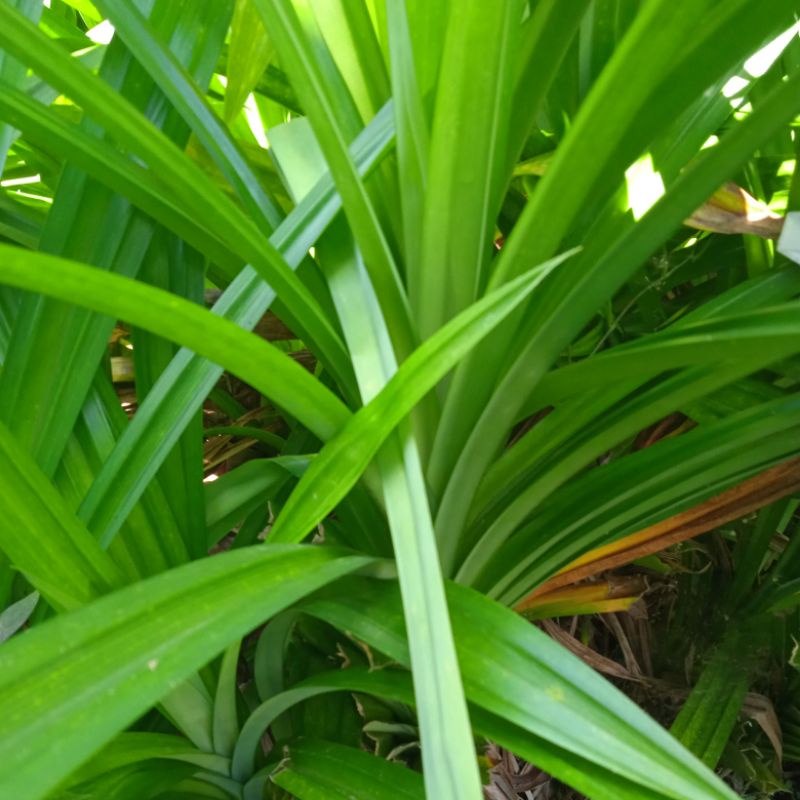 

daun pandan wangi segar 300gr