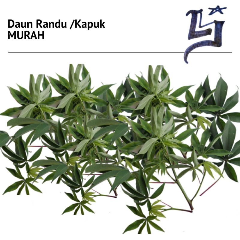 

COD Daun Randu Daun Kapuk Murah Berkualitas 1kg