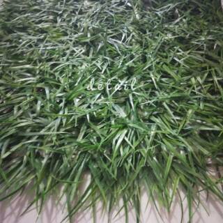 Karpet rumput / rumput artificial / rumput plastik 