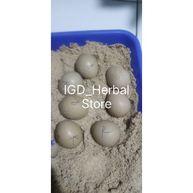 telur anakan ayam Ringneck pheasant 1 butir (ayam hias hutan impor cina)