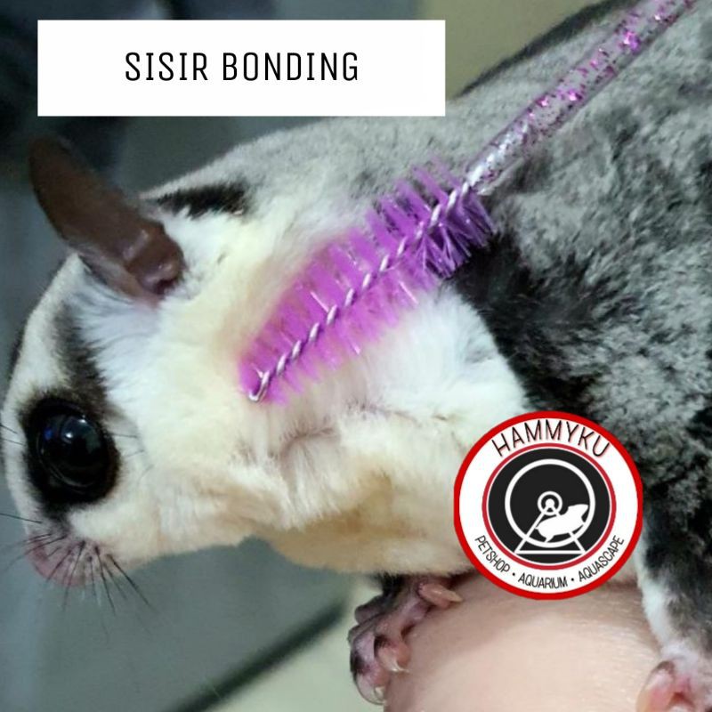 HAMSTER - SISIR BONDING HAMSTER