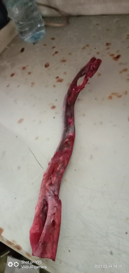 Bahan Akar Bahar Merah (24-29) Cm