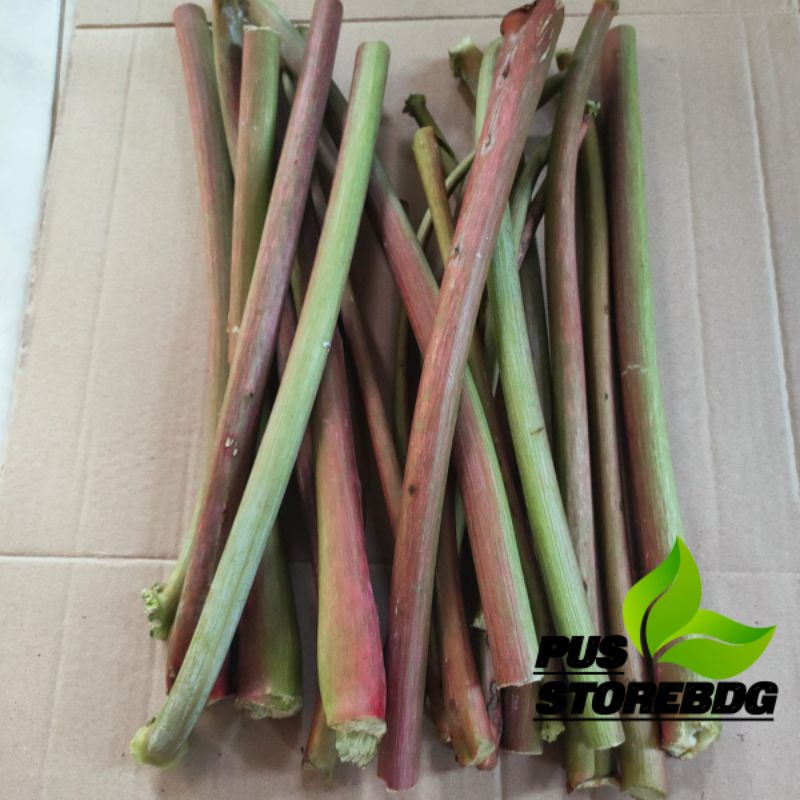 

Jual batang kaliki merah 500 gram