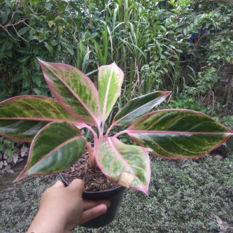 Tanaman hias aglonema lipstik pink-aglaonema-tanaman hias hidup-bunga hidup-tanaman hidup-bunga hidu