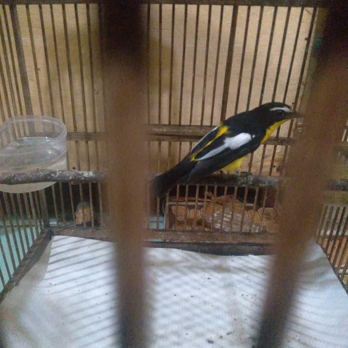 Vitamin Burung Burung Sikatan Emas Jantan Shopee Indonesia