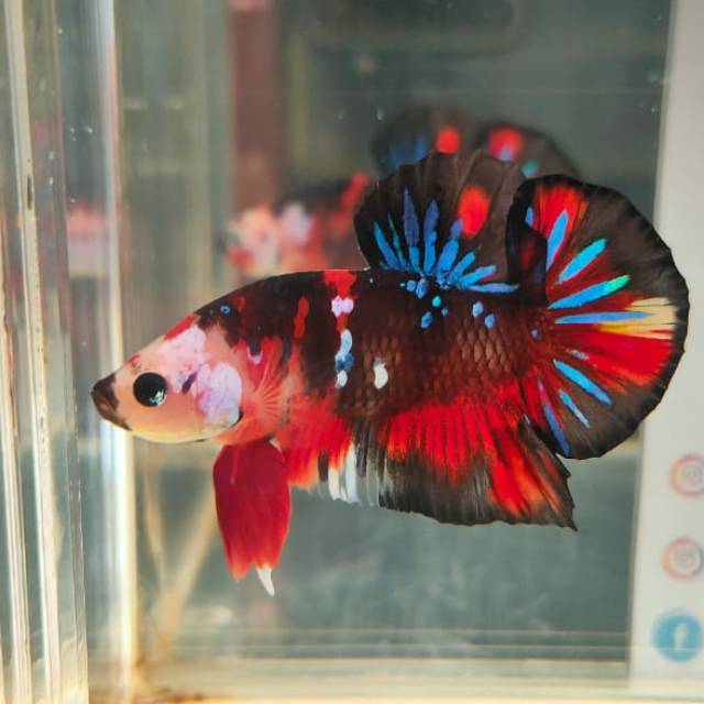 

Ikan cupang Line Avatar