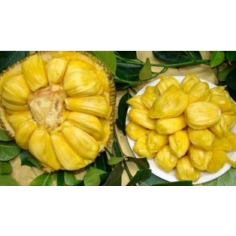 

Buah Nangka Kupas Per Pack