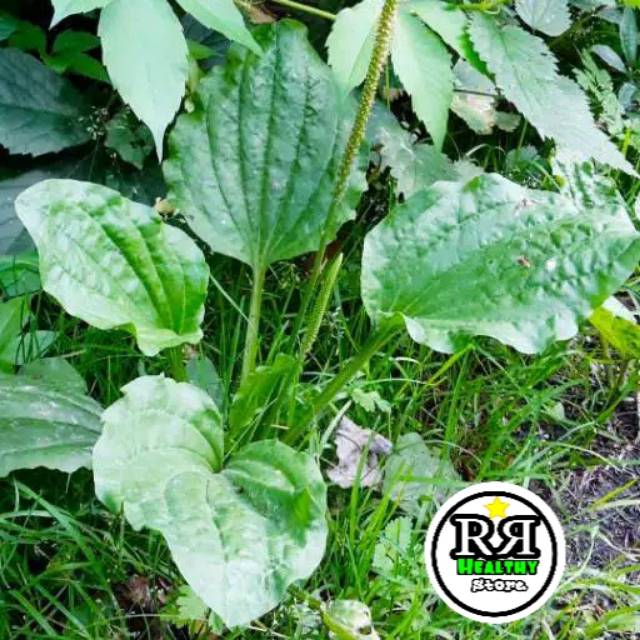 

Daun urat/daun sendok ki urat segar