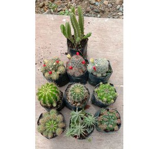 paket 10 jenis kaktus(+Bonus),kaktus murah