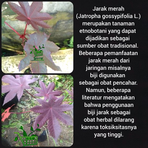 Bibit pohon jarak merah - tanaman jarak merah - pohon herbal - tanaman herbal
