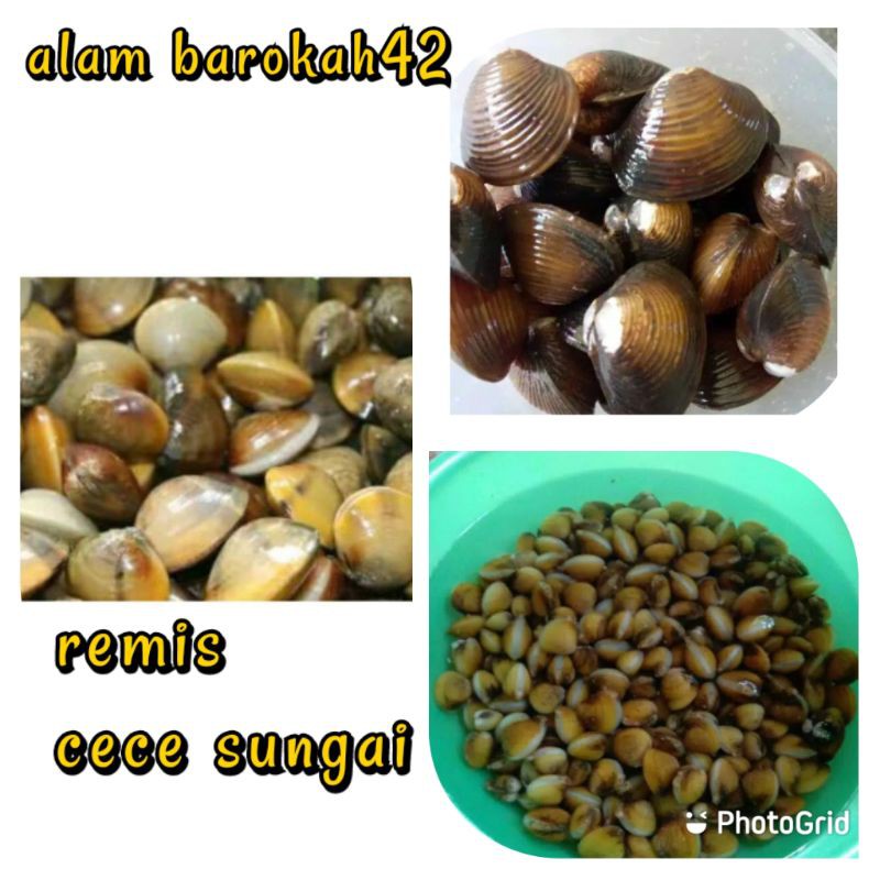 

Remis / Cece sungai 1 GK fresh segar