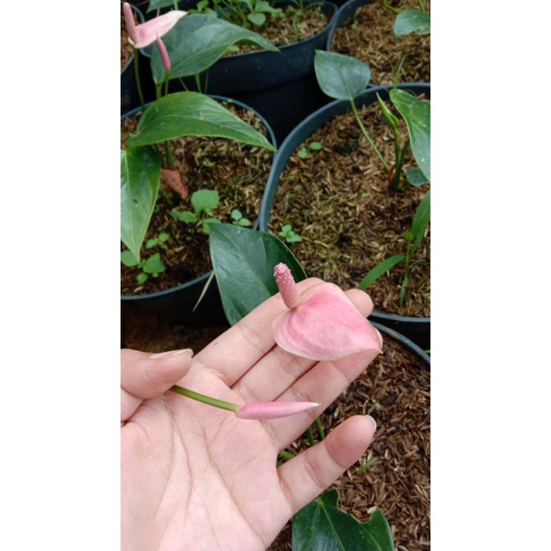 Anthurium  Bunga Pink .