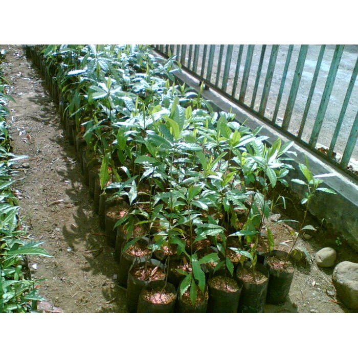 Bunga Jadi.. Bibit Jenitri - bukan benih, harga termurah.