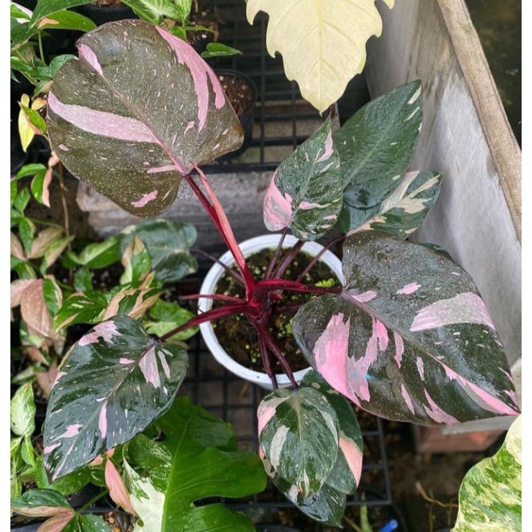 promo bibit batang bonggol philodendron pink princess..