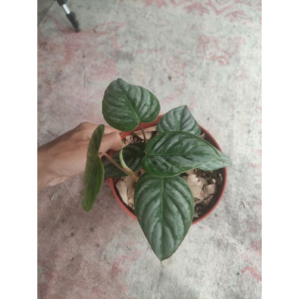 philodendron sodiroi