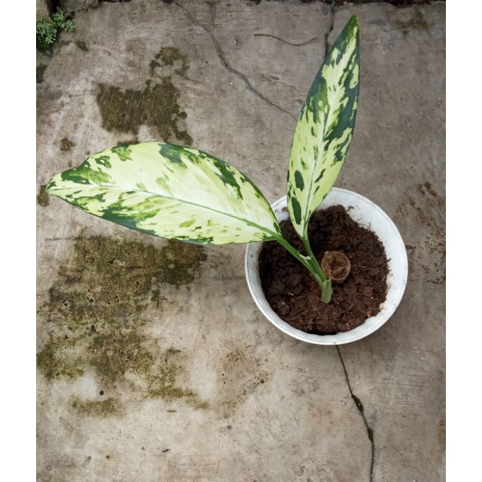 Diven/Dieffenbacia Army