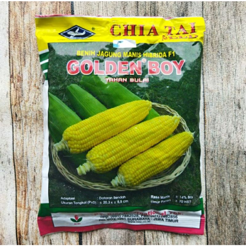 25 biji - benih golden boy jagung manis