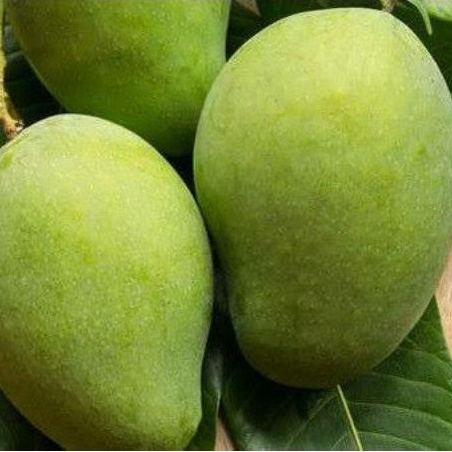 

1kg Buah Mangga Muda Segar Murah