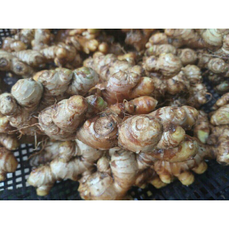 

Termurah Asli Jahe Emprit/Jahe Segar Langsung Dari Petani.1kg