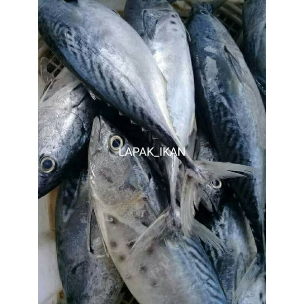 

Ikan Tongkol Batik Segar 1~Kilogram