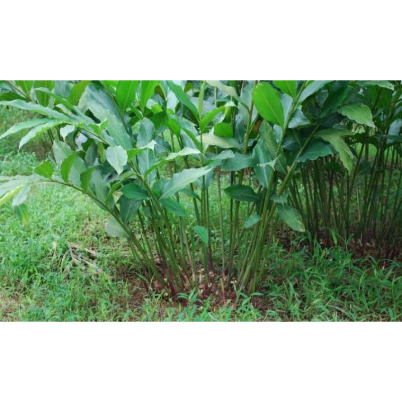 BIBIT KAPULAGA LOKAL (jawa) REMPAH REMPAH KAPULAGA 100% ORGANIK