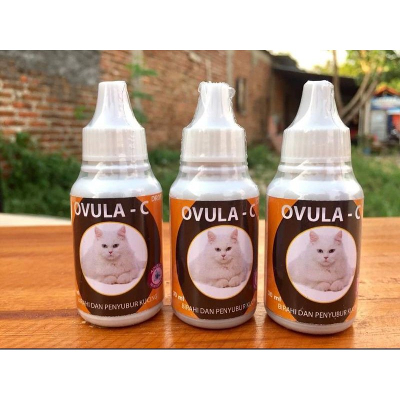 ovula c obat birahi kucing