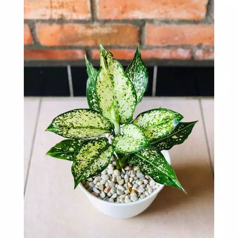 TANAMAN HIAS AGLONEMA SNOW WHITE /BIBIT TANAMAN HIAS SNOW WHITE