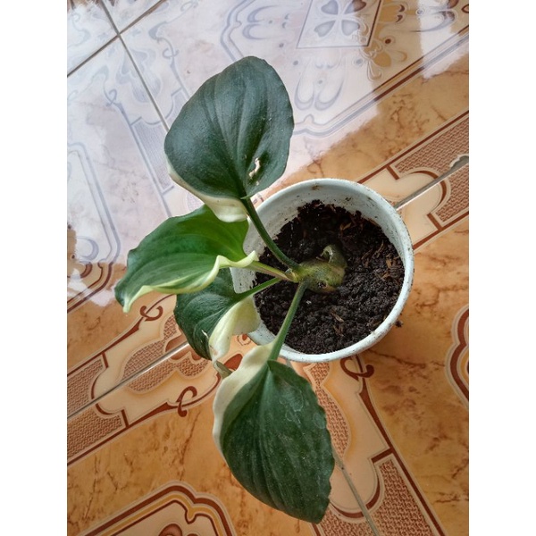 lidah katak varigata